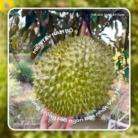 Nét cuốn hút của Sầu riêng Ri6 miền Tây trái mùa