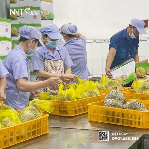 NNT Food xuất khẩu sầu riêng sang thị trường Australia