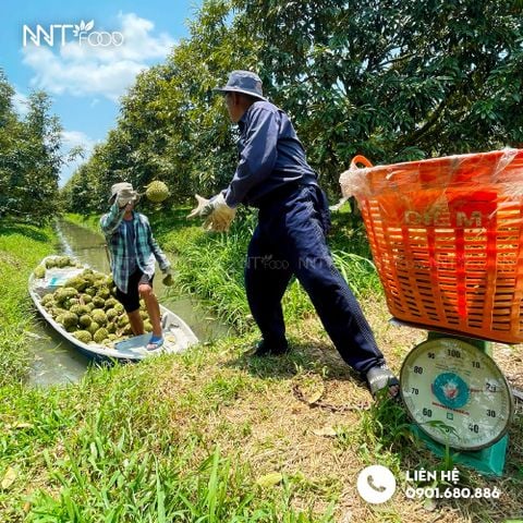 BĂT SẦU - Nét đẹp lao động vùng sông nước miền Tây