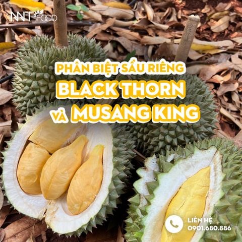 Phân biệt riêng Musang King và Black Thorn