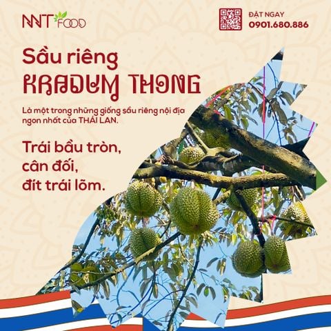Sầu riêng Kradum Thong - nhập khẩu trực tiếp từ Thái Lan