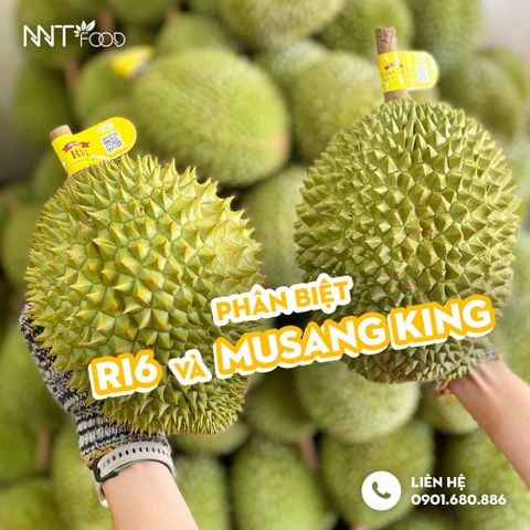 Phân biệt sầu riêng Ri 6 và Musang King