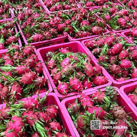 Vực dậy vị thế của ngành hàng thanh long Việt Nam trên bản đồ xuất khẩu trái cây