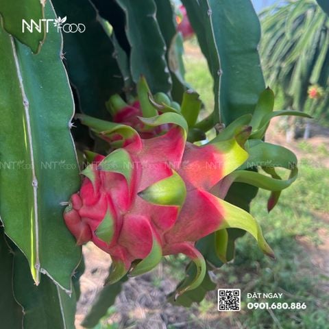 Đưa Thanh long Việt Nam chuẩn Global GAP vào hệ thống siêu thị Big C Thái Lan