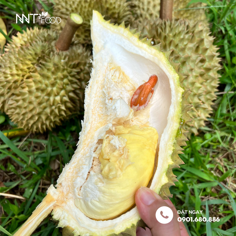 THOÁT HƠI NƯỚC - Cơ chế chín tự nhiên cuả sầu riêng