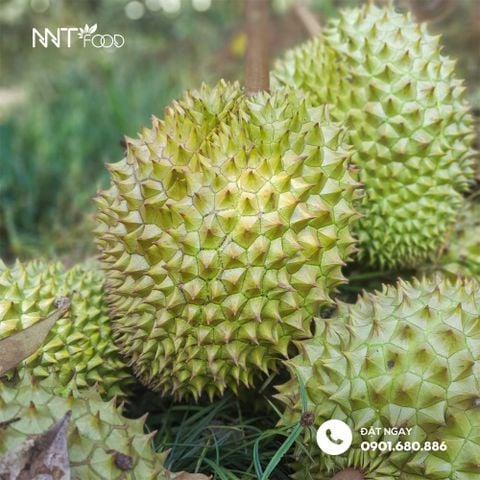 Thời gian thu hoạch Sầu riêng ở các tỉnh Việt Nam