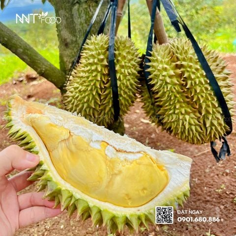 Hành trình săn sầu riêng vùng núi cao của NNT Food – Từ đồi dốc đến bàn ăn