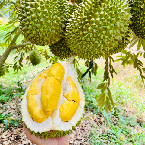 NNT Food mang sầu riêng tặng nhà vườn