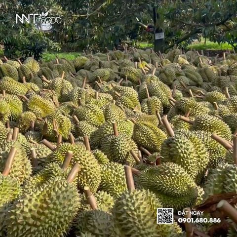 Tự hào: Lô sầu riêng Sông Hinh đầu tiên chính thức xuất khẩu trực tiếp sang Trung Quốc!