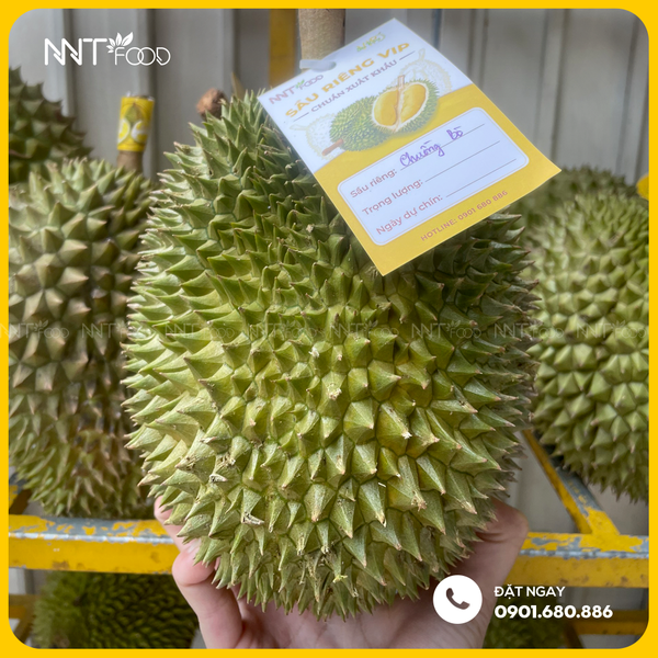 SẦU RIÊNG CHUỒNG BÒ