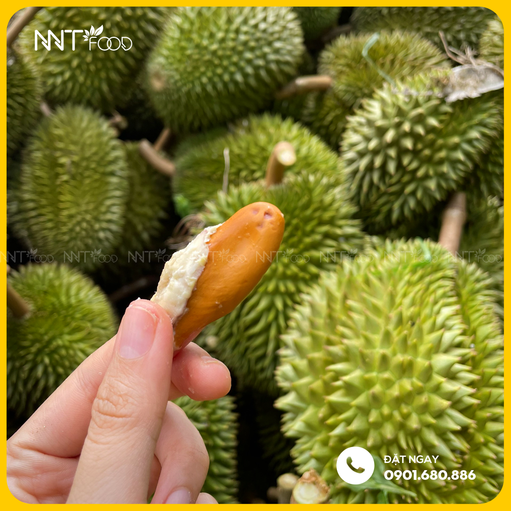 SẦU RIÊNG SÁU HỮU