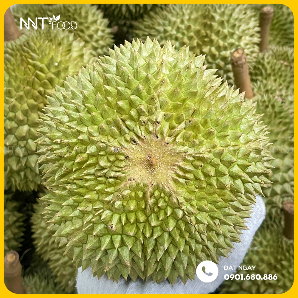 SẦU RIÊNG GAI ĐEN BLACK THORN