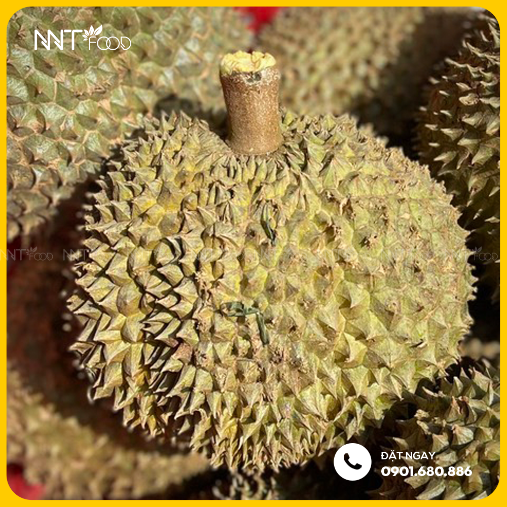 SẦU RIÊNG SỮA CHÍN HOÁ