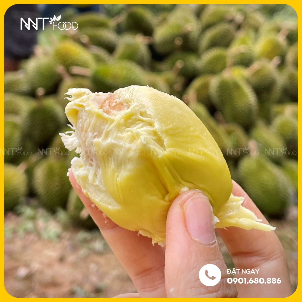 SẦU RIÊNG SÁU HỮU