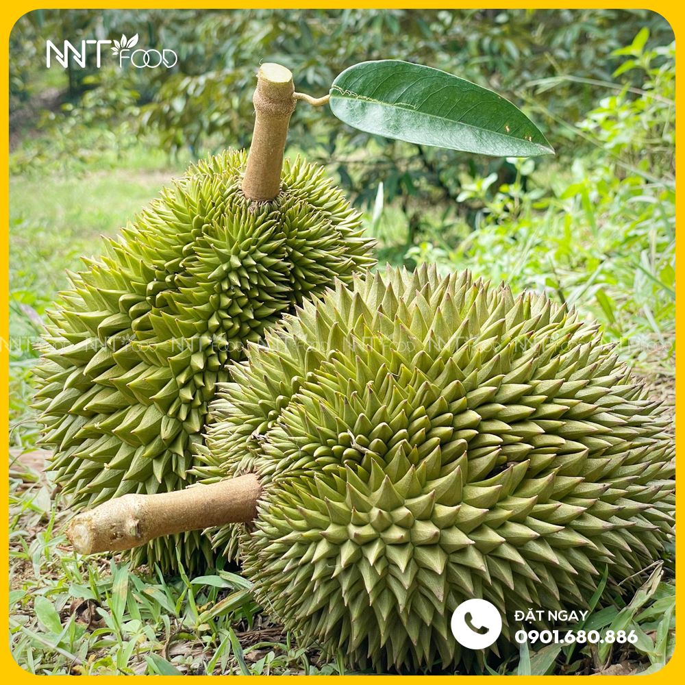 SẦU RIÊNG SÁU HỮU