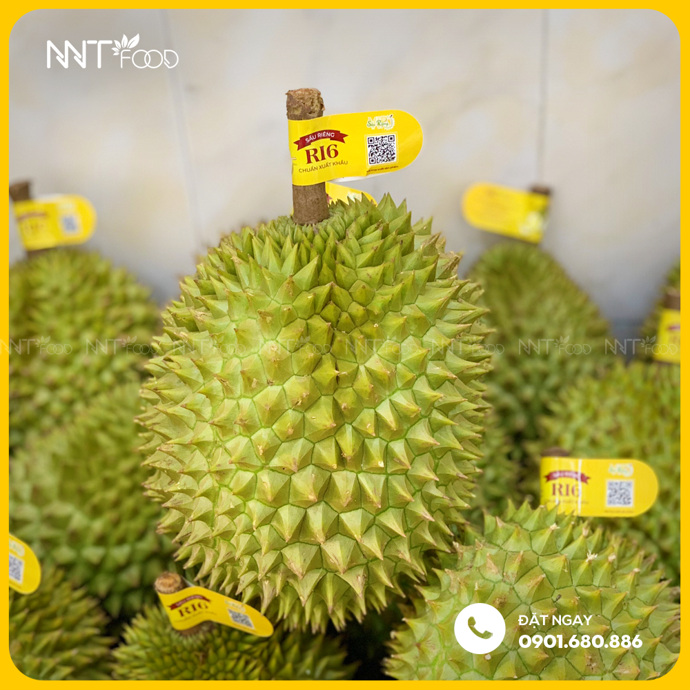 SẦU RIÊNG RI 6