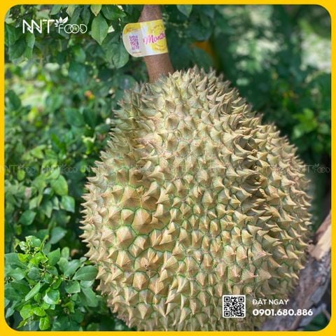 SẦU RIÊNG MONTHONG