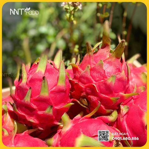 THANH LONG BÚP SEN RUỘT ĐỎ