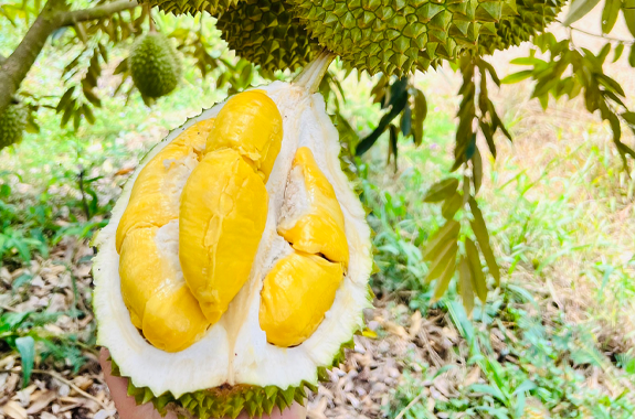 SẢN PHẨM