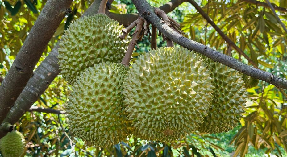 Hoạt động 5