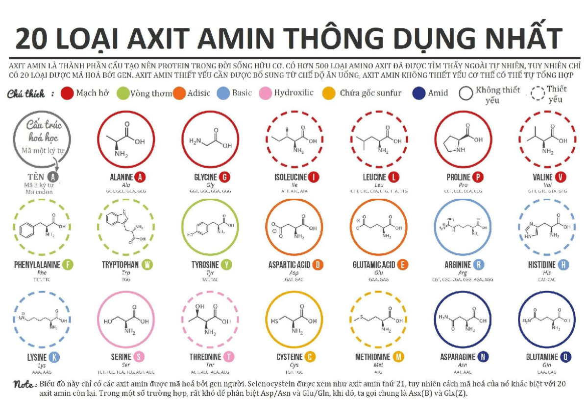 35-36 axit amin tương ứng với 35 nguồn lực nào? trừ thời gian
