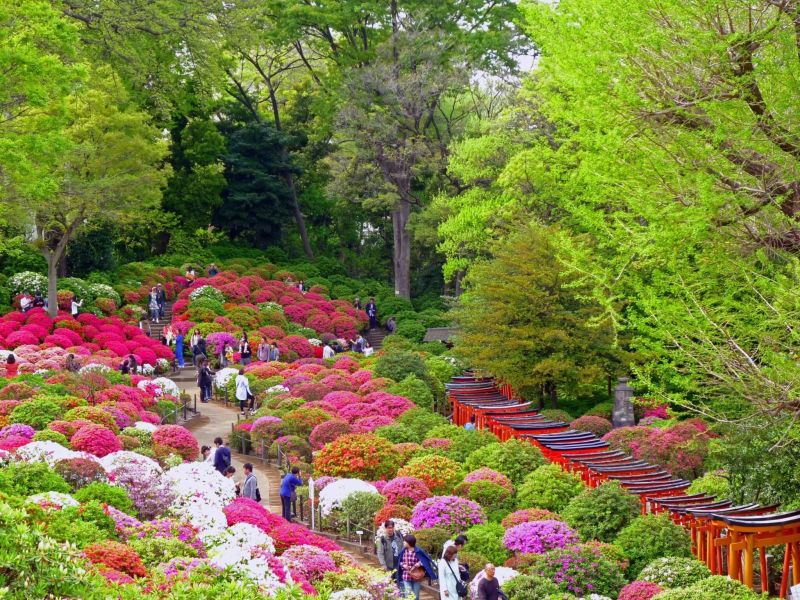 DU LỊCH NHẬT BẢN: NAGOYA – MATSUMOTO – YAMANASHI – NARITA TẾT 2026 (VJ)