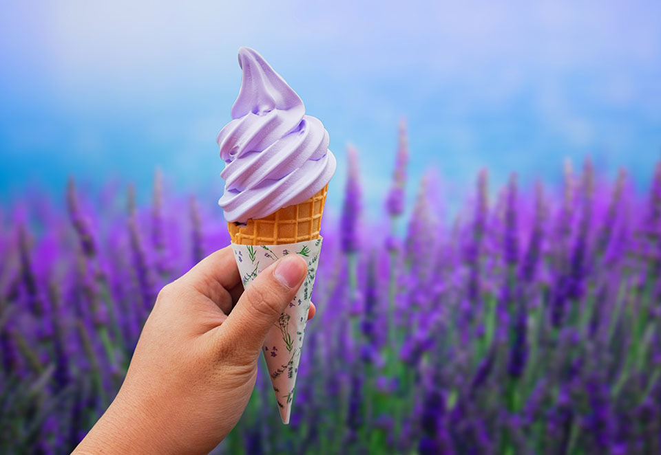 (HN) DU LỊCH NHẬT BẢN: MÙA HOA LAVENDER HOKKAIDO (JL) 2025