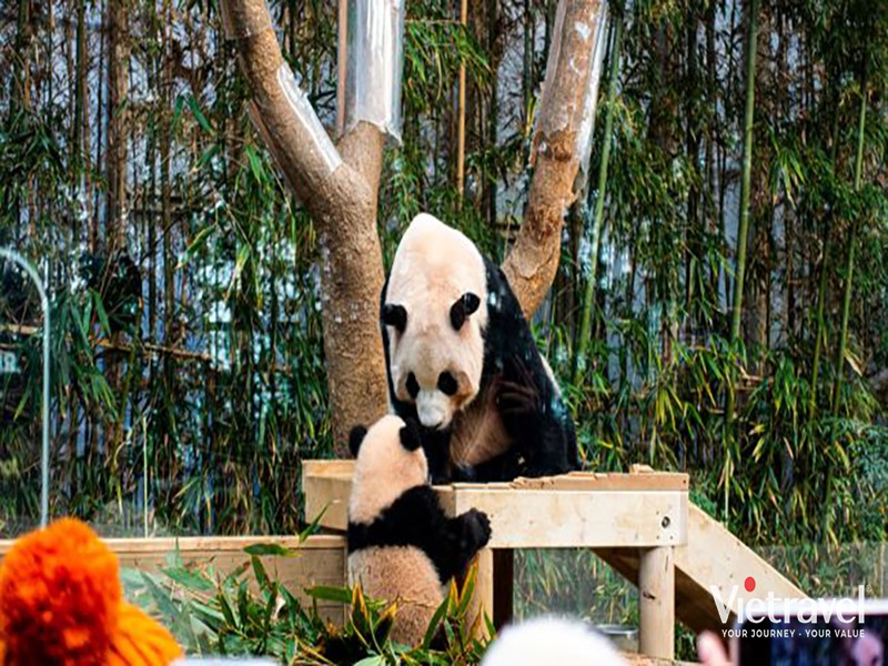 Seoul - Nami- Công Viên Everland- Panda World -Trải Nghiệm Mặc Hanbok Và Làm Kim Chi