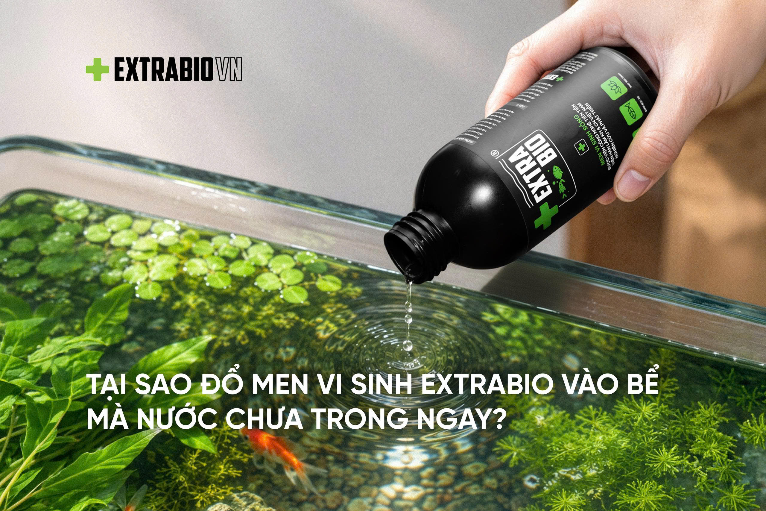 Tại Sao Đổ Men Vi Sinh EXTRABIO Vào Bể Nước Chưa Trong Ngay?