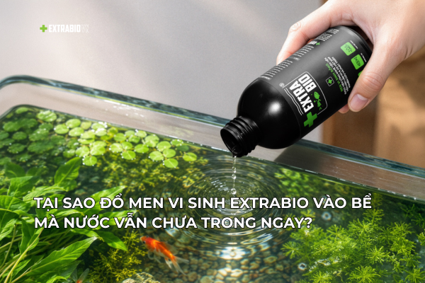 Tại Sao Đổ Men Vi Sinh EXTRABIO Vào Bể Nước Chưa Trong Ngay?