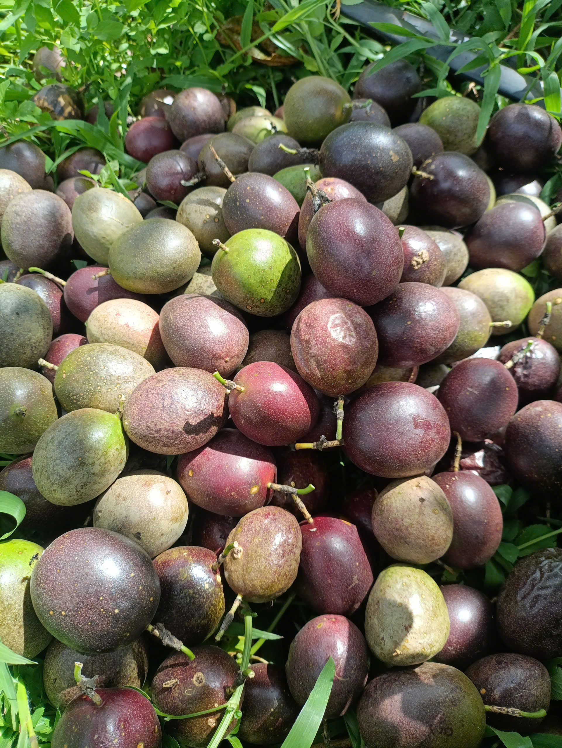 Chanh leo chín tím tự nhiên