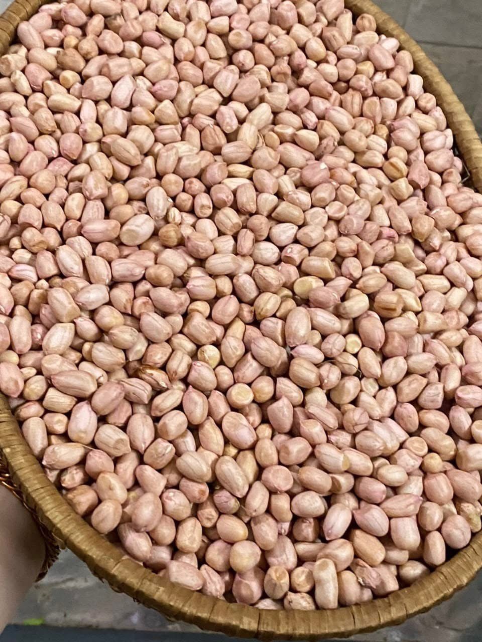 Lạc dé đảo Lý Sơn