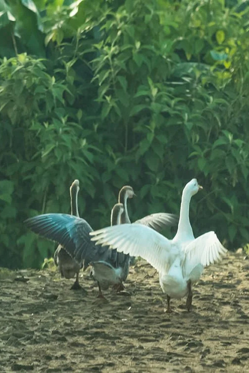 Bò bê - Trọn vị