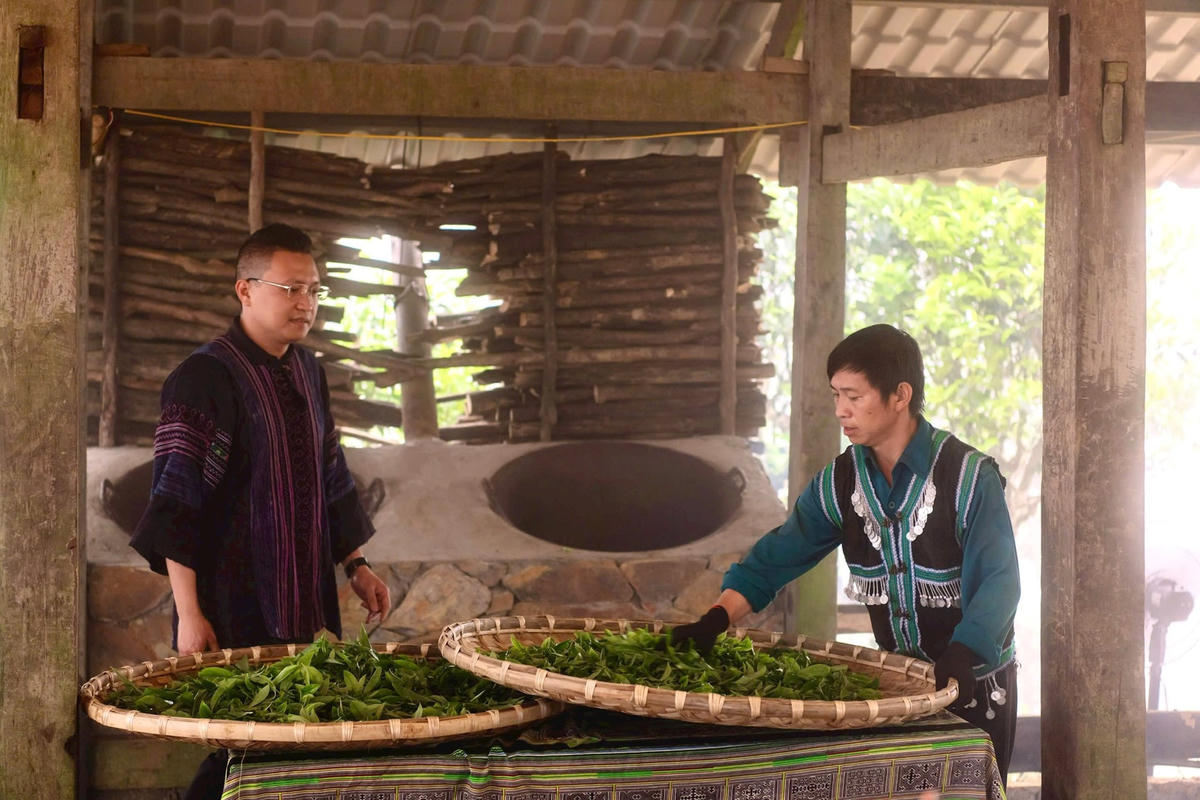 QFarm gìn giữ và lan tỏa di sản Trà Shan Tuyết Suối Giàng