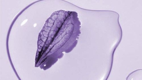 Retinol + Bakuchiol: Cộng hưởng thực sự hay chỉ đẹp nhãn?