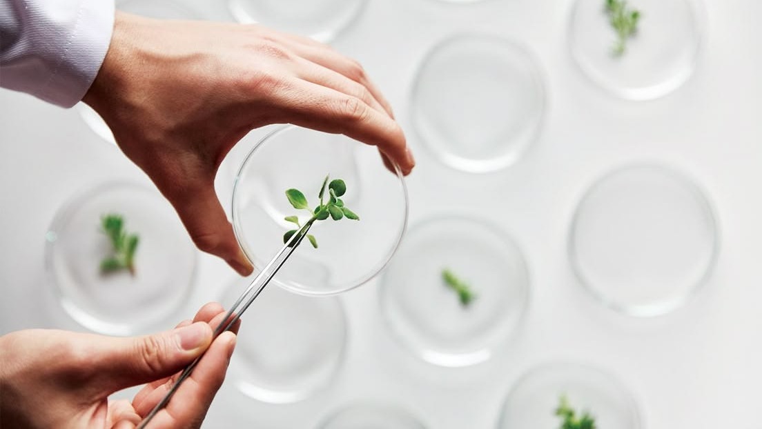 Stem Cell Skincare: Thật sự có “tế bào gốc” trong lọ?