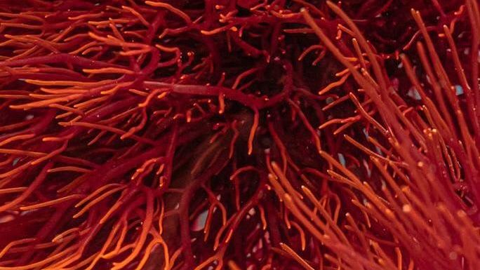 GlyNAC vs Glutathione: Uống sẵn hay để cơ thể tự tạo GSH?