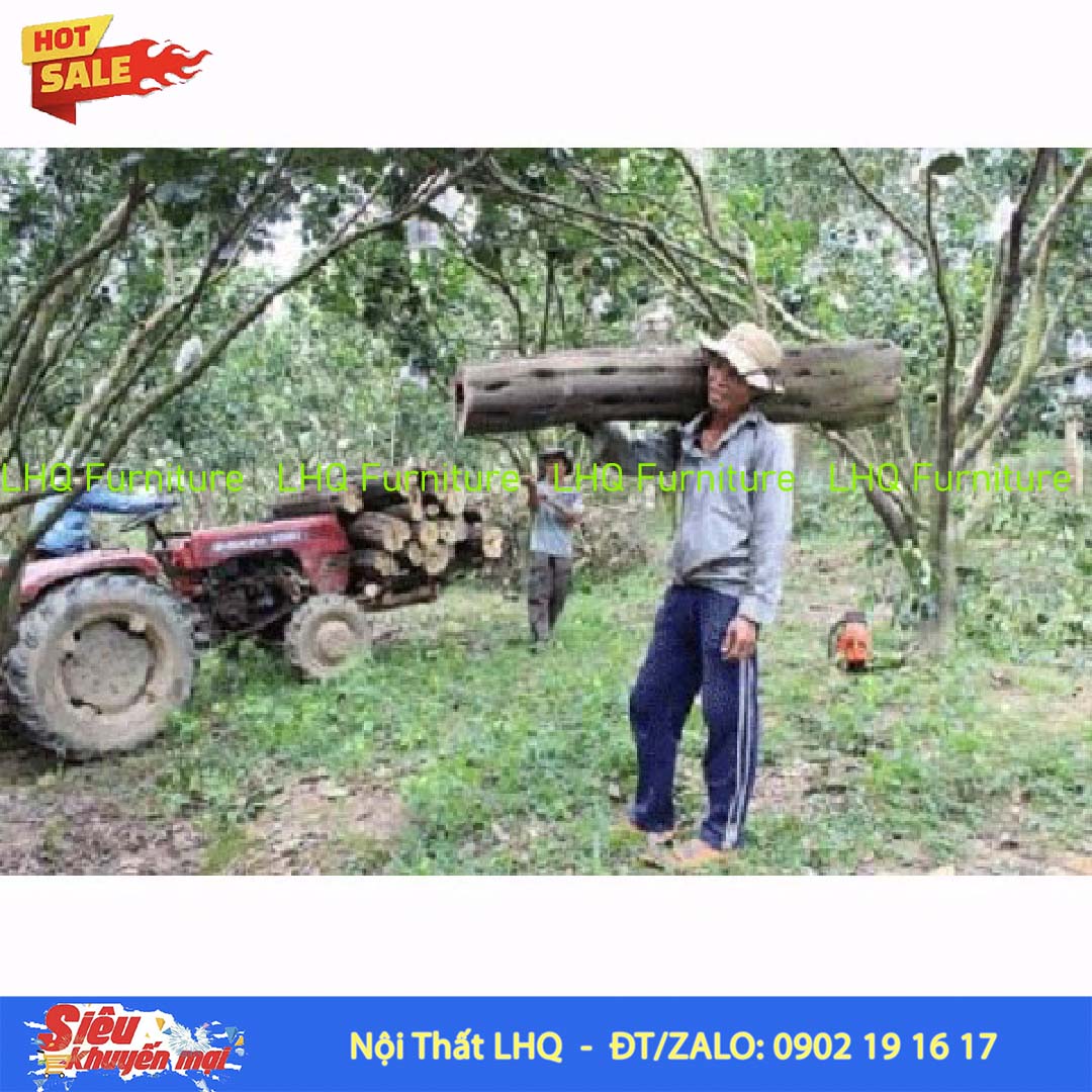 Thương nhân Trung Quốc tranh mua gỗ cao su, nguồn nguyên liệu trong nước biến động mạnh