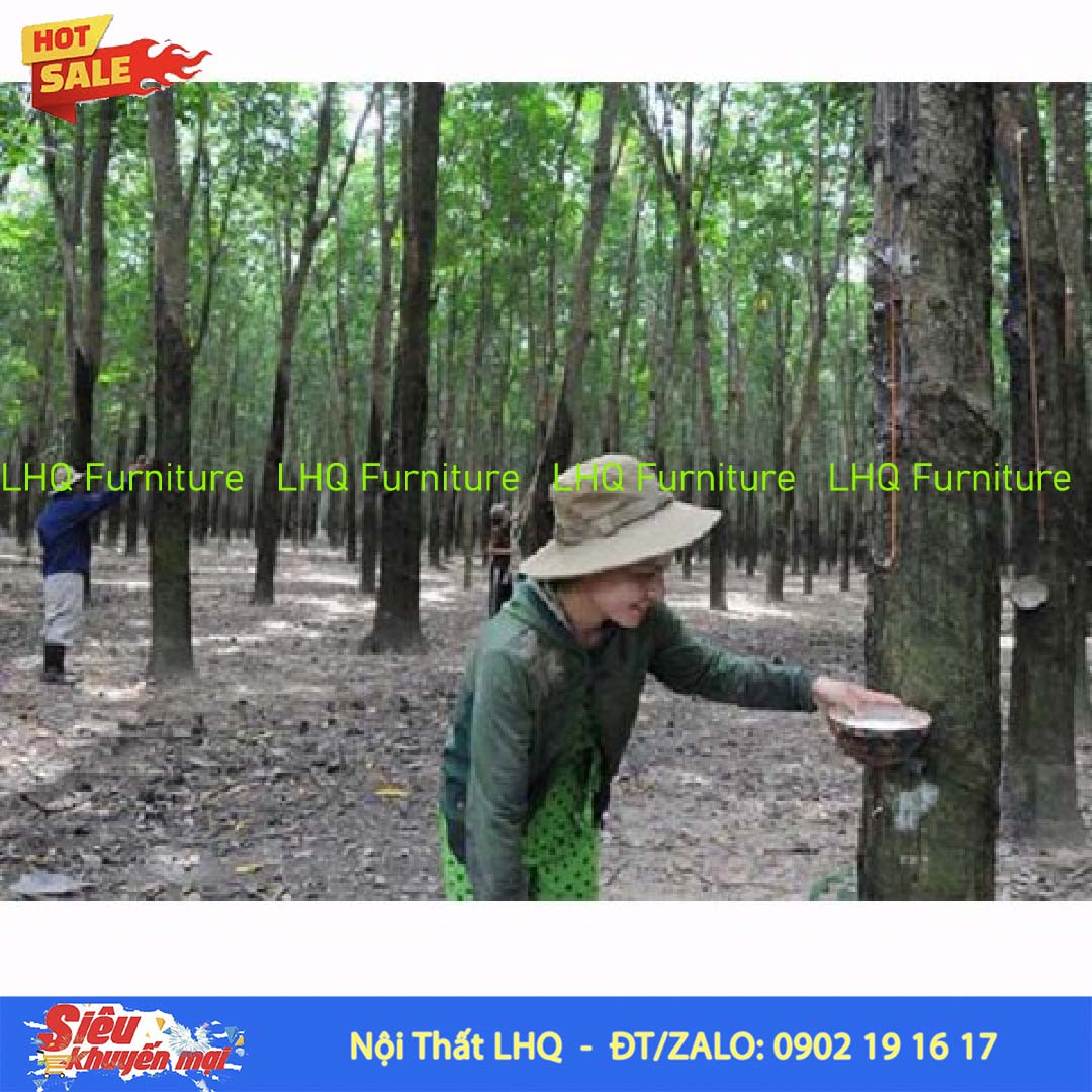 Quy trình kỹ thuật trồng cao su trên đất rừng nghèo ngập úng