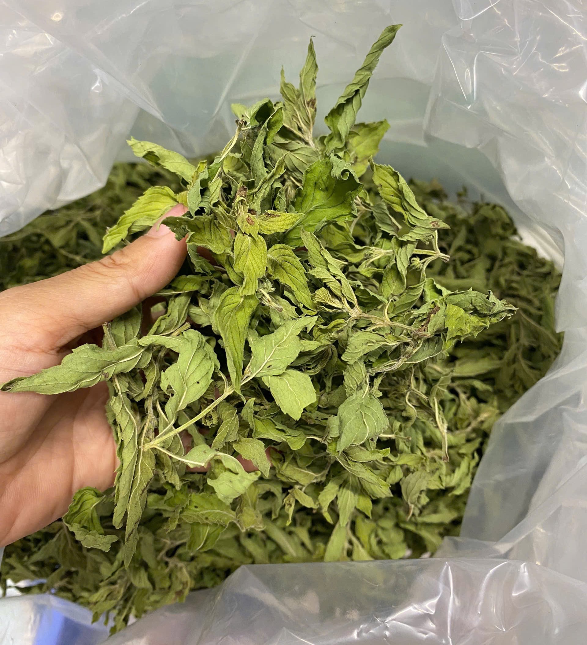 100g Lá Bạc Hà phơi khô thảo mộc xông phòng cao cấp thanh lọc không khí ẩm mốc an toàn cho người sử dụng