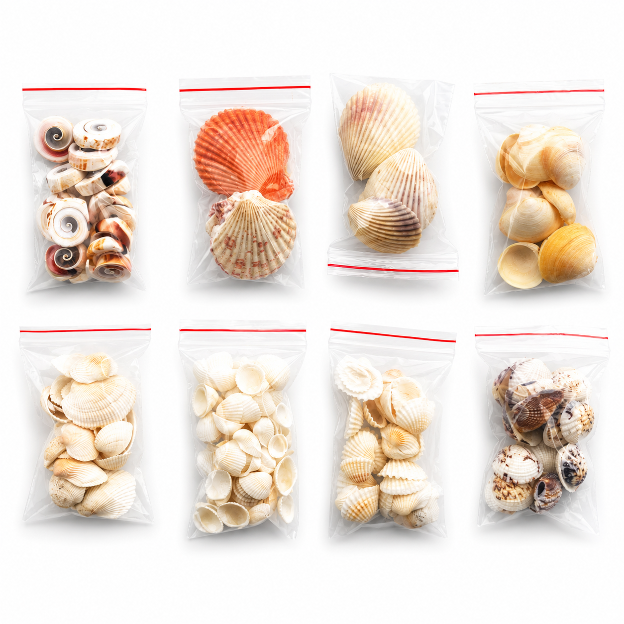 100g vỏ sò biển mix trang trí siêu đẹp