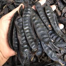 100g Bồ Kết thảo mộc xông phòng cao cấp thanh lọc không khí ẩm mốc an toàn cho người sử dụng