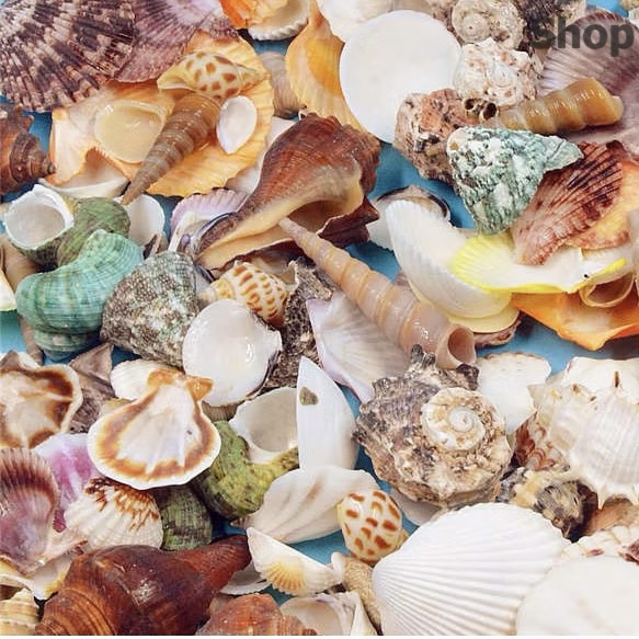 100g vỏ sò biển mix trang trí siêu đẹp