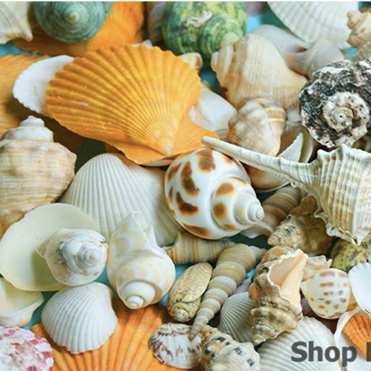 100g vỏ sò biển mix trang trí siêu đẹp