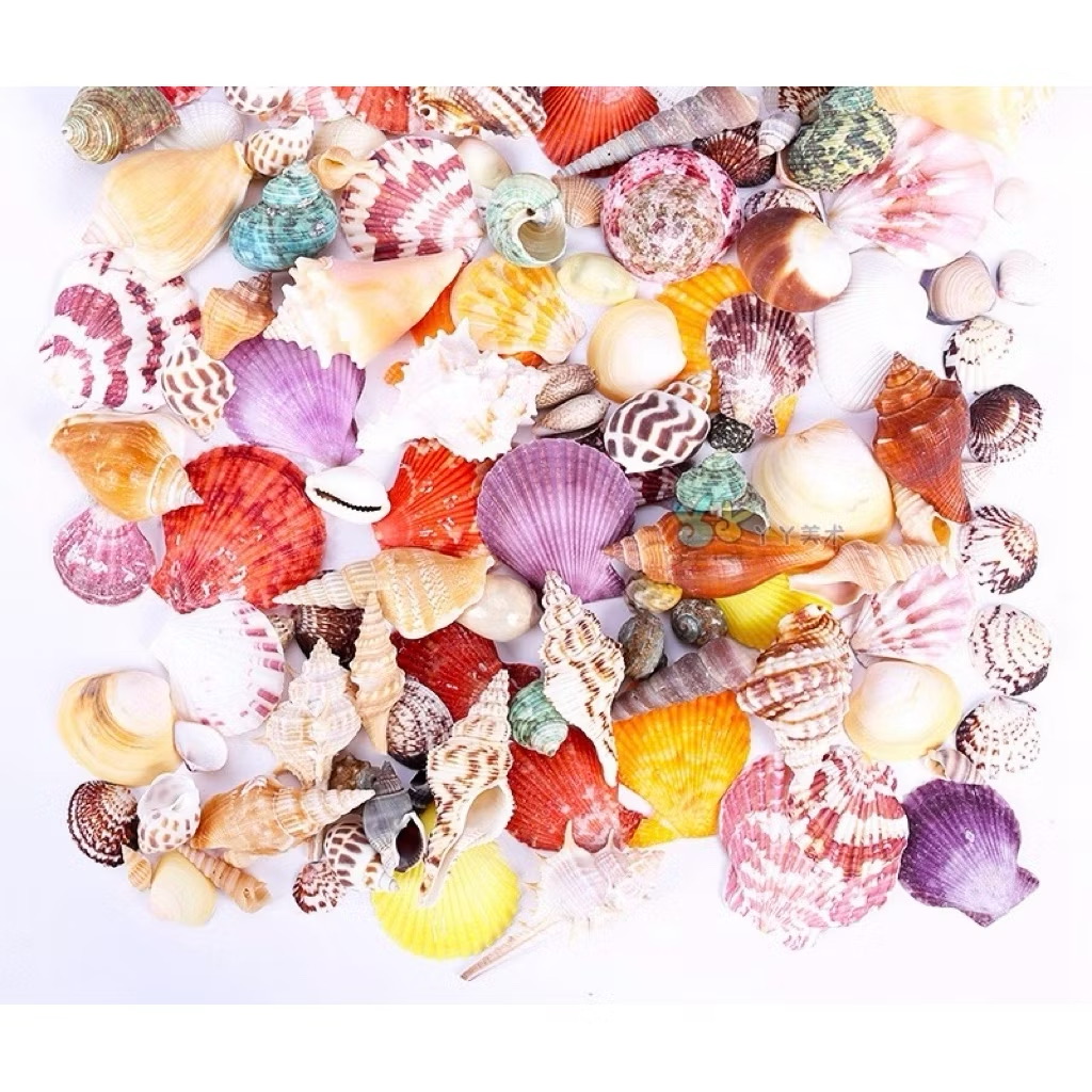 100g vỏ sò biển mix trang trí siêu đẹp