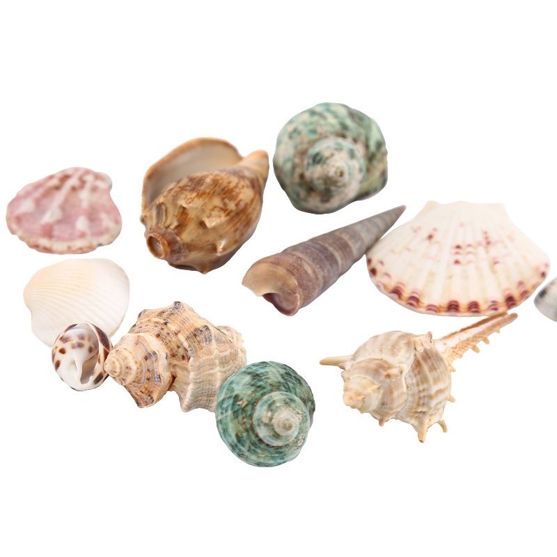 100g vỏ sò biển mix trang trí siêu đẹp
