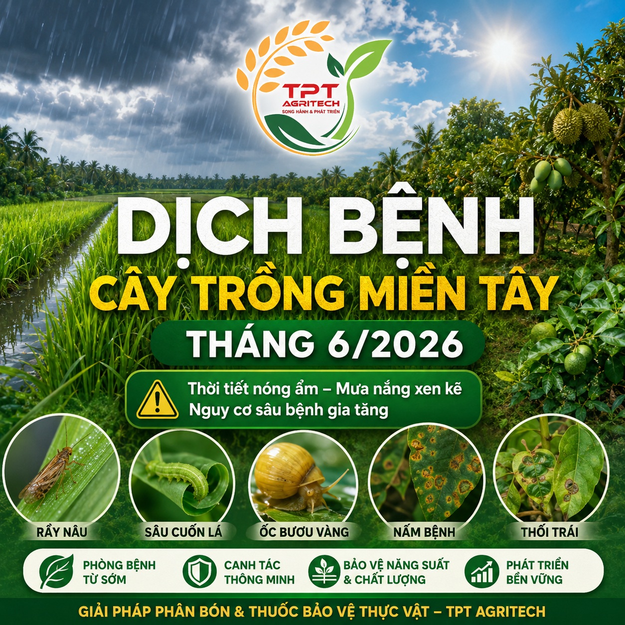 Tình hình dịch bệnh cây trồng miền Tây tháng 6 năm 2026 và khuyến nghị phòng trừ hiệu quả