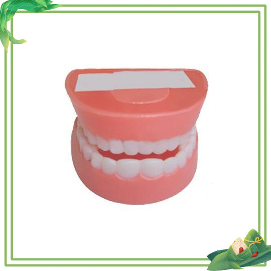 Mô hình hàm răng mô phỏng hàm răng của con người đồ dùng mầm non theo TT02