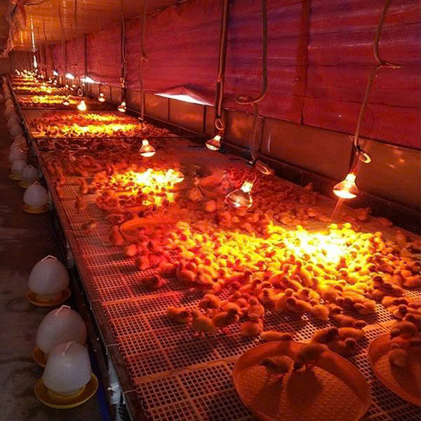 Bóng Đèn Sưởi Cho Chăn Nuôi