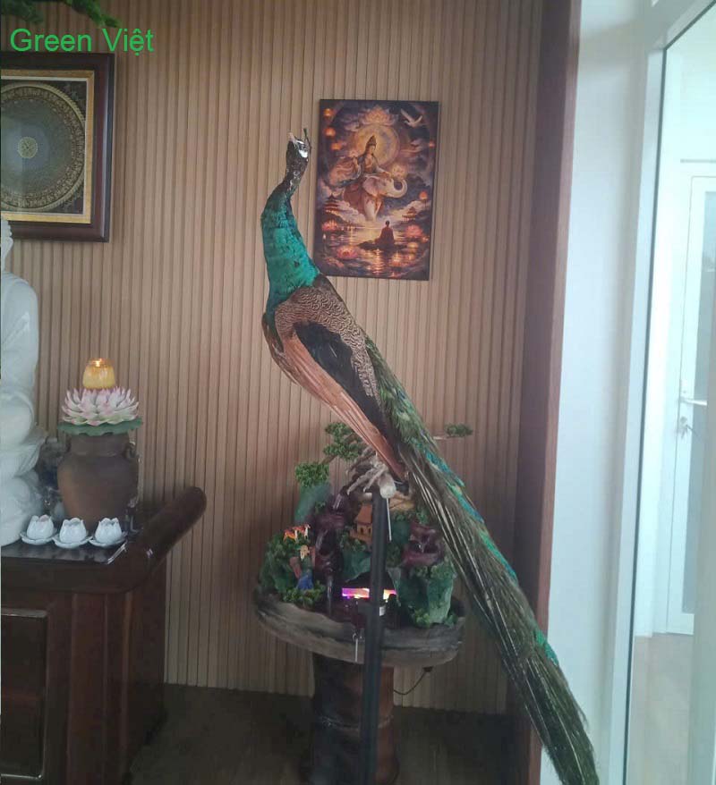 Chim công tiêu bản - Chim công thật hàng có sẵn